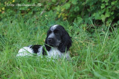 Les chiots de Cocker Spaniel Anglais