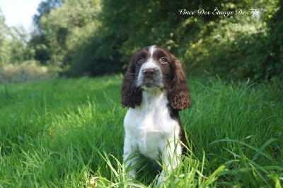 Les chiots de English Springer Spaniel