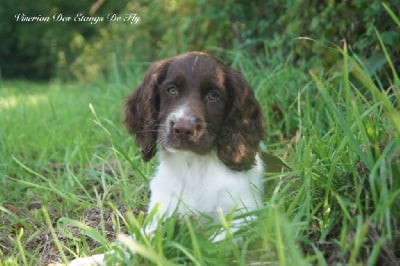 Les chiots de English Springer Spaniel