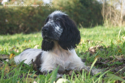 Les chiots de Cocker Spaniel Anglais