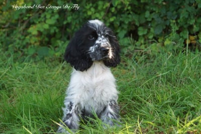 Les chiots de Cocker Spaniel Anglais