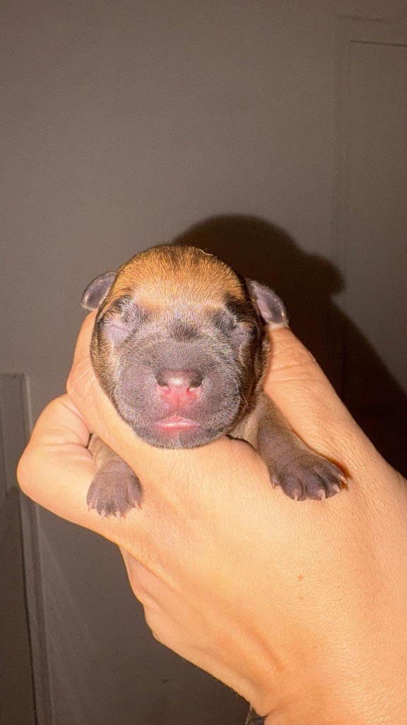 CHIOT - Staffordshire Bull Terrier