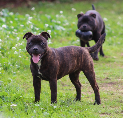 LOÏS - Staffordshire Bull Terrier