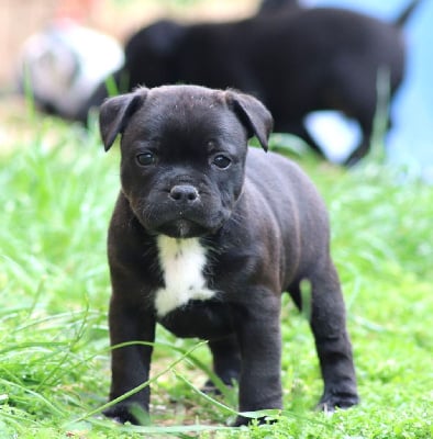 Les chiots de Staffordshire Bull Terrier