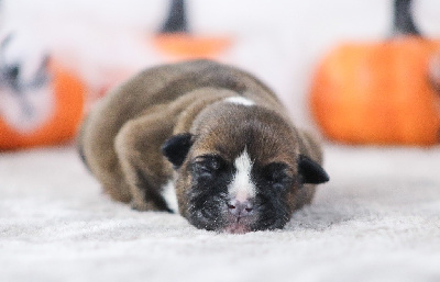 Les chiots de Staffordshire Bull Terrier