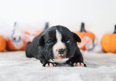 Les chiots de Staffordshire Bull Terrier