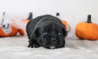 Les chiots de Staffordshire Bull Terrier