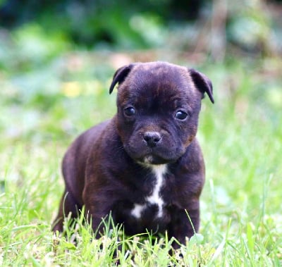 Les chiots de Staffordshire Bull Terrier