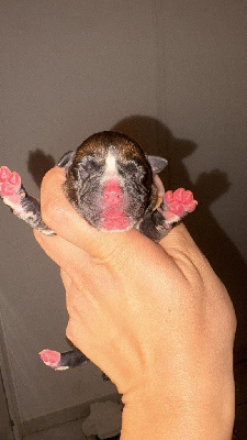 Les chiots de Staffordshire Bull Terrier