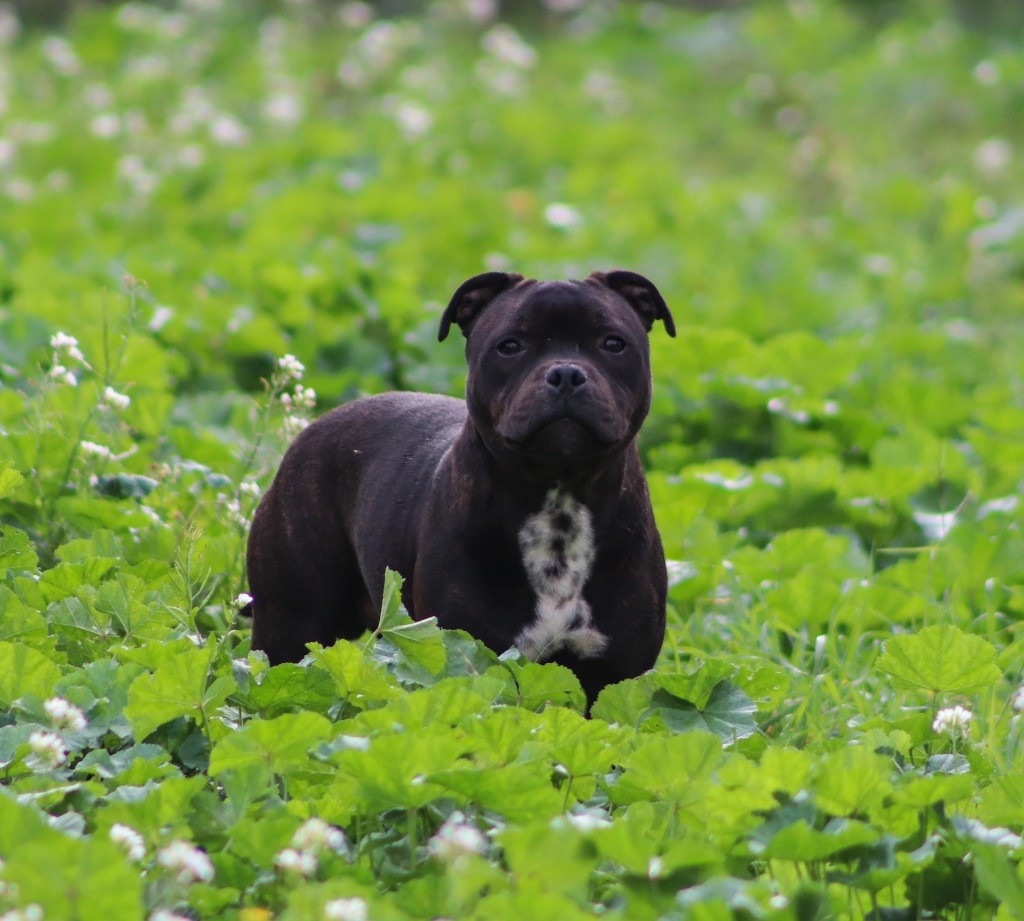 CLARK - Staffordshire Bull Terrier