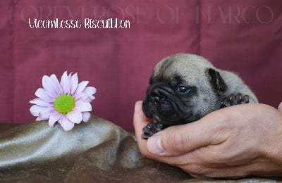 VICOMTESSE BISCUITTON - Bouledogue français