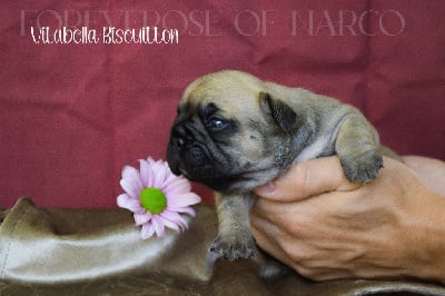 Les chiots de Bouledogue français