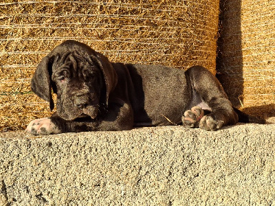 Les chiots de Dogue allemand