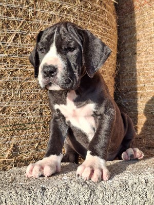 Les chiots de Dogue allemand