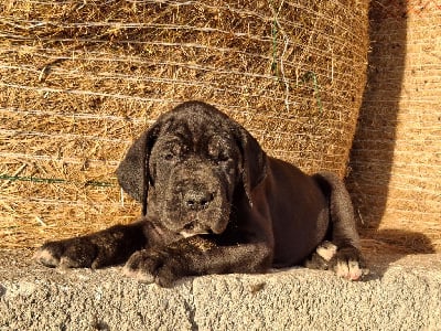 Les chiots de Dogue allemand