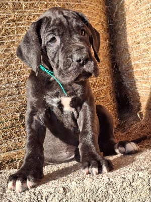 Les chiots de Dogue allemand