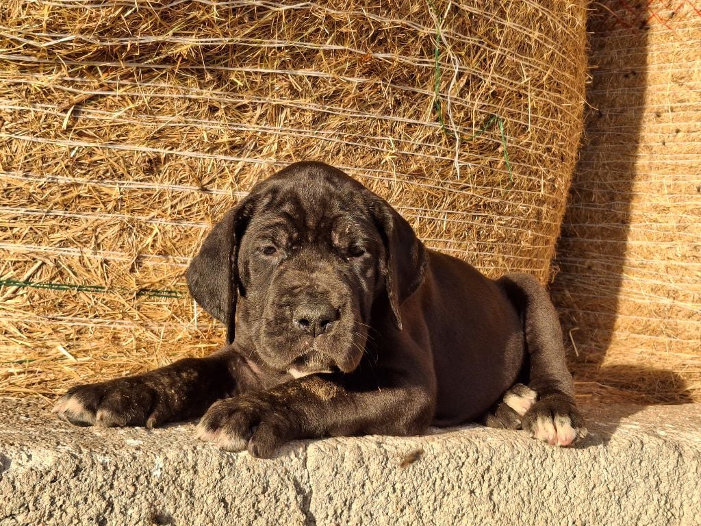 CHIOT - Dogue allemand