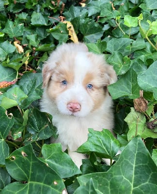 Les chiots de Berger Australien