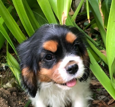 Les chiots de Cavalier King Charles Spaniel