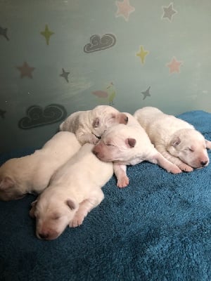 Les chiots de Berger Blanc Suisse