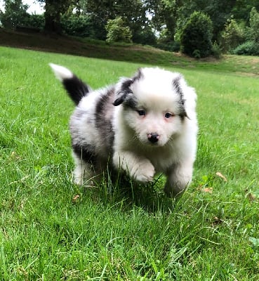 Les chiots de Berger Australien