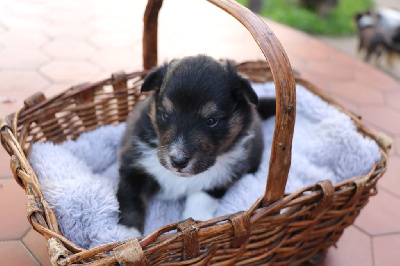 Les chiots de Shetland Sheepdog