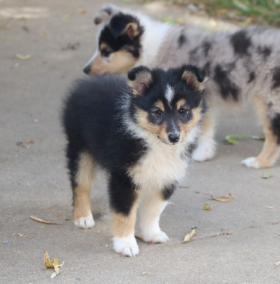 Les chiots de Shetland Sheepdog