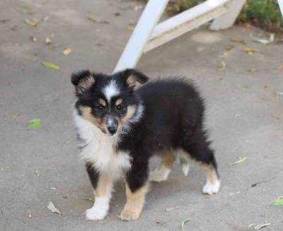 Les chiots de Shetland Sheepdog