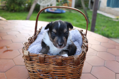 Les chiots de Shetland Sheepdog