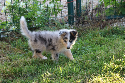 Les chiots de Shetland Sheepdog