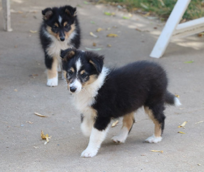 Les chiots de Shetland Sheepdog