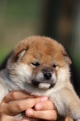 Les chiots de Shiba