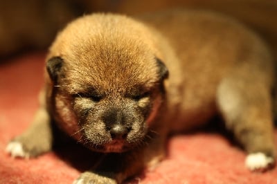 Les chiots de Shiba