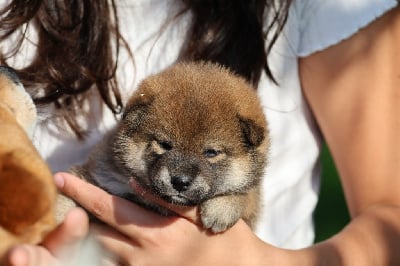 Les chiots de Shiba