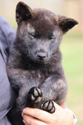 Les chiots de Kai