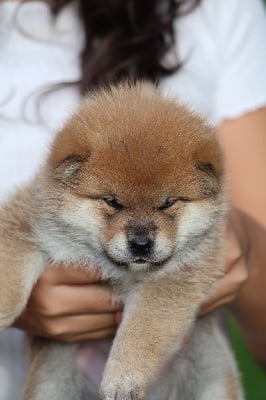 Les chiots de Shiba