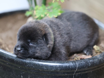 Les chiots de Kai