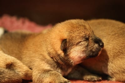 Les chiots de Shiba