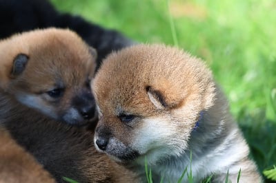 Les chiots de Shiba