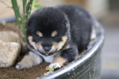 Les chiots de Shiba