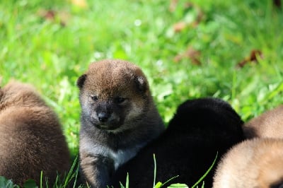 Les chiots de Shiba