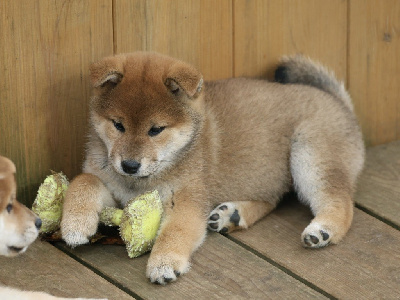 Femelle Rousse 1 - Shiba