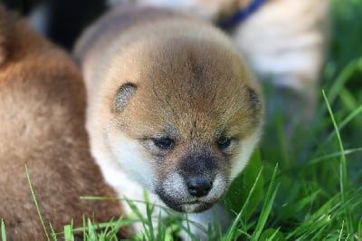 Les chiots de Shiba