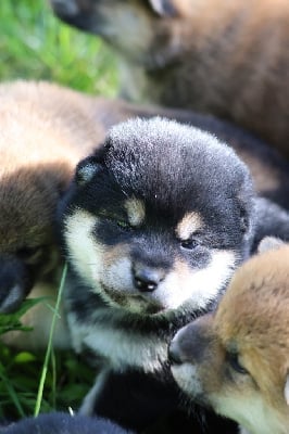 Les chiots de Shiba