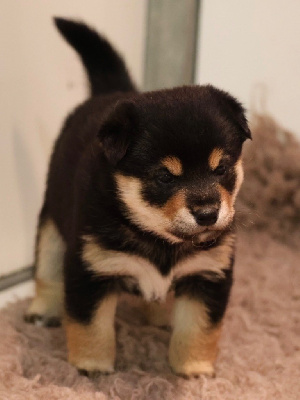 Les chiots de Shiba