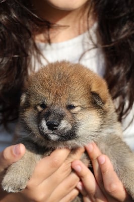 Les chiots de Shiba