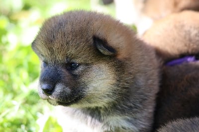 Les chiots de Shiba