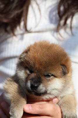 Les chiots de Shiba