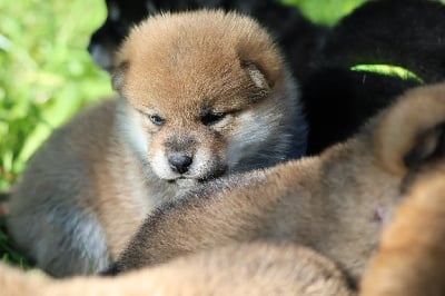 Les chiots de Shiba