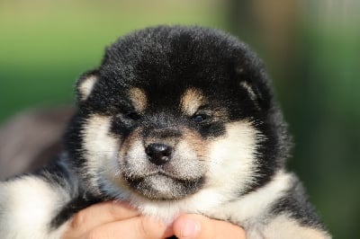 Les chiots de Shiba